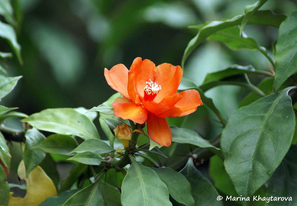 Переския (pereskia) — древний кактус
