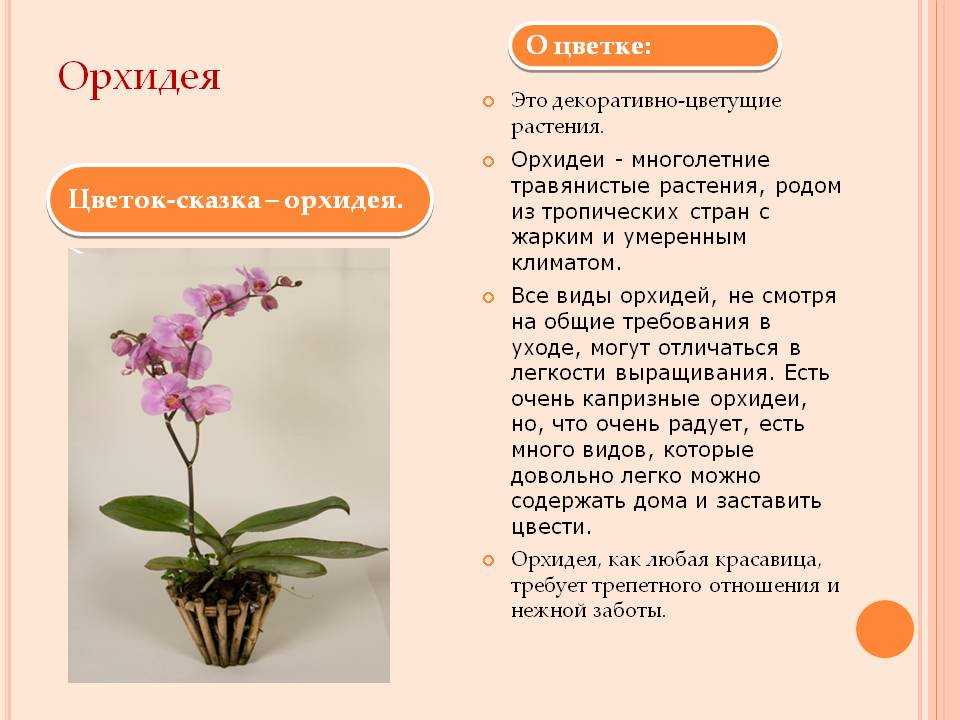 Посадка фаленопсиса и уход за растением, как укоренить орхидею без корней в домашних условиях и сделать тепличку для цветка своими руками?