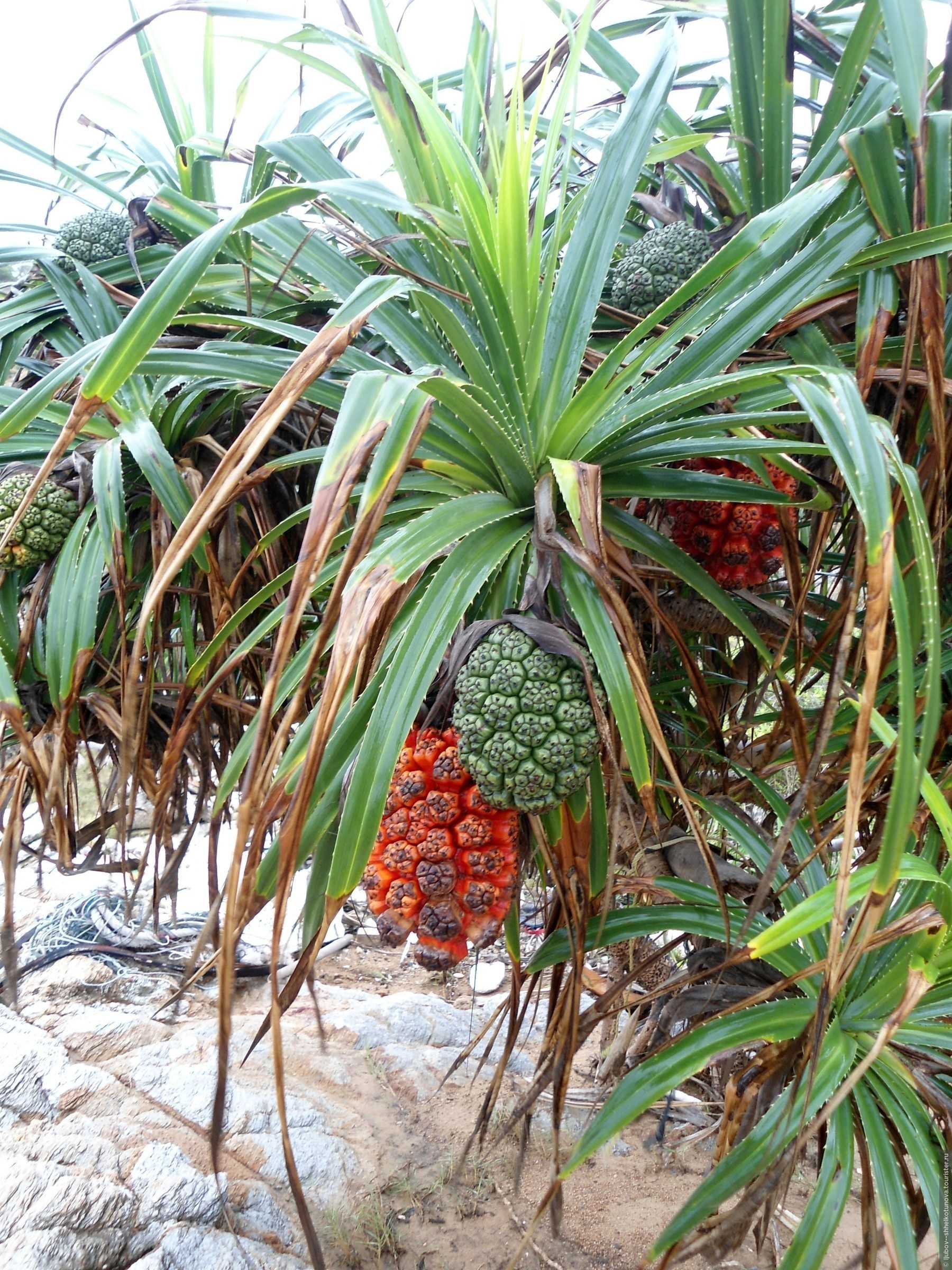 Панданус винтовая пальма уход в домашних условиях можно ли держать дома размножение