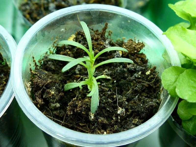 Гипсофила в саду: рекомендации по выращиванию, размножению и уходу