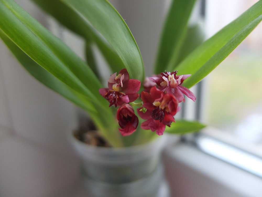 Как принести в дом немного тропических красок, или все самое важное и интересное об орхидеи онцидиум