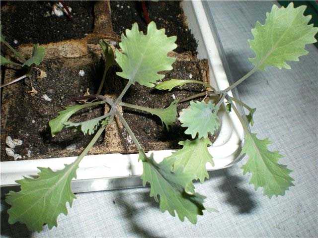 Технология выращивания капустных овощных культур