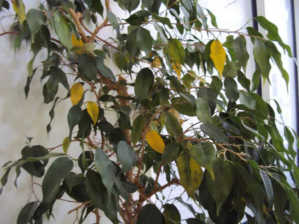 Фикус бенджамина уход в домашних условиях, фото приметы, можно ли, желтеют листья