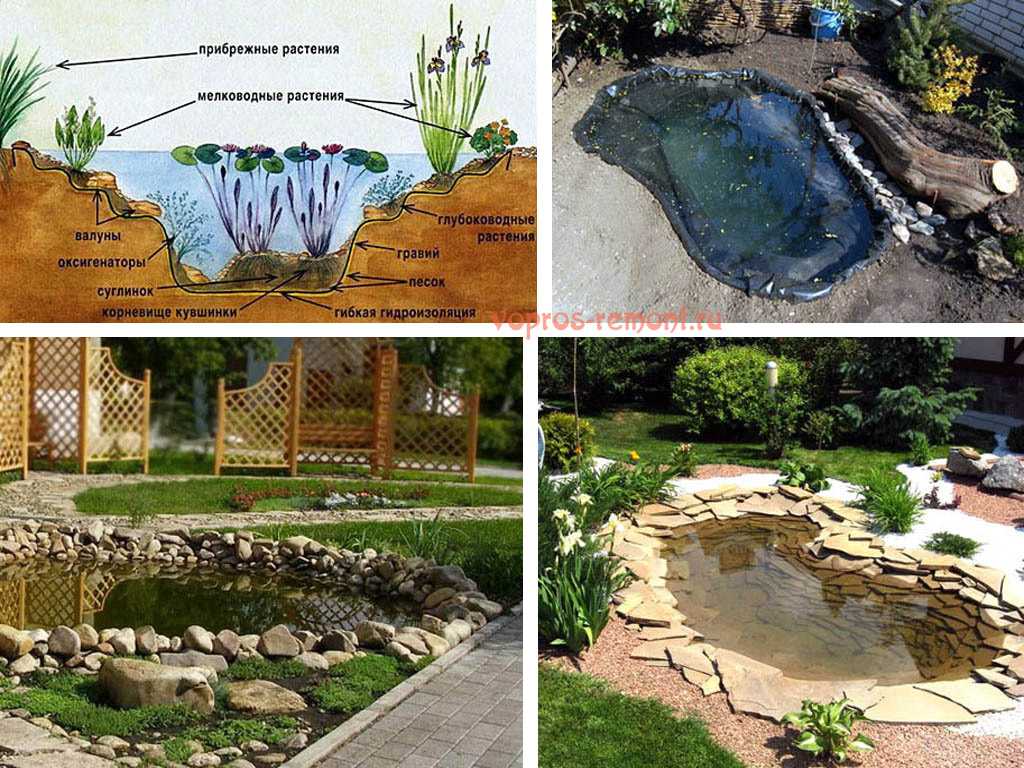 Подборка растений для садового пруда и схема их расположения