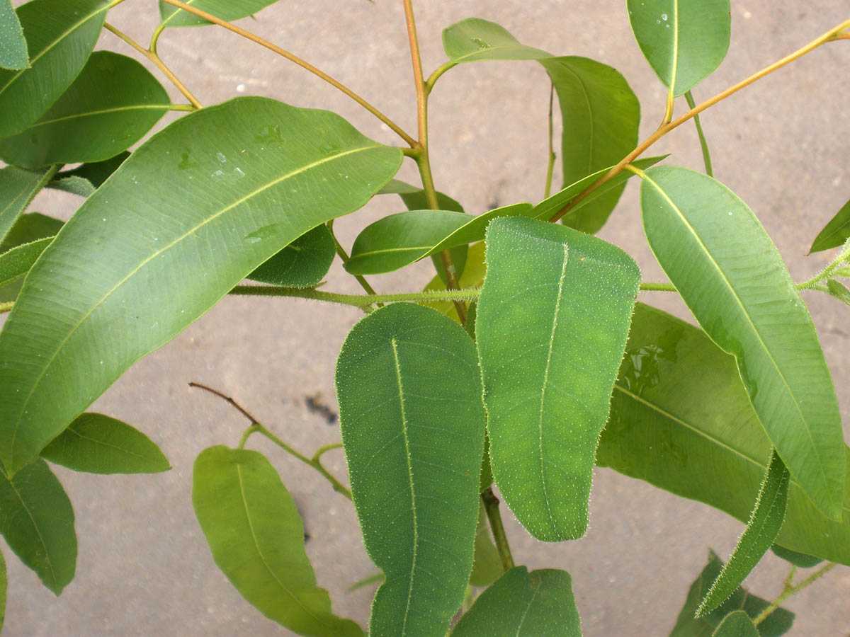 Эвкалипт гунний  - eucalyptus gunnii - abcdef.wiki
