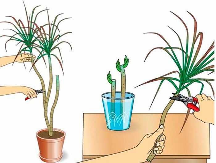 Размножение аихризона в домашних условиях: как укоренить черенки комнатного цветка в воде и почве, какой грунт нужен, и пересадка в другой горшок