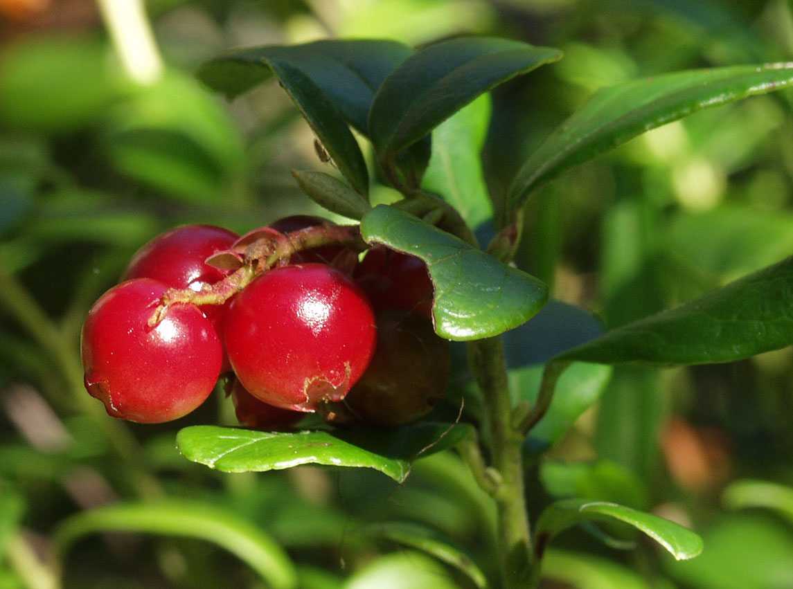 Брусника — польза и вред северной ягоды