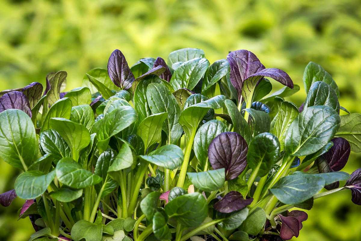Секреты агротехники при выращивании шпината огородного