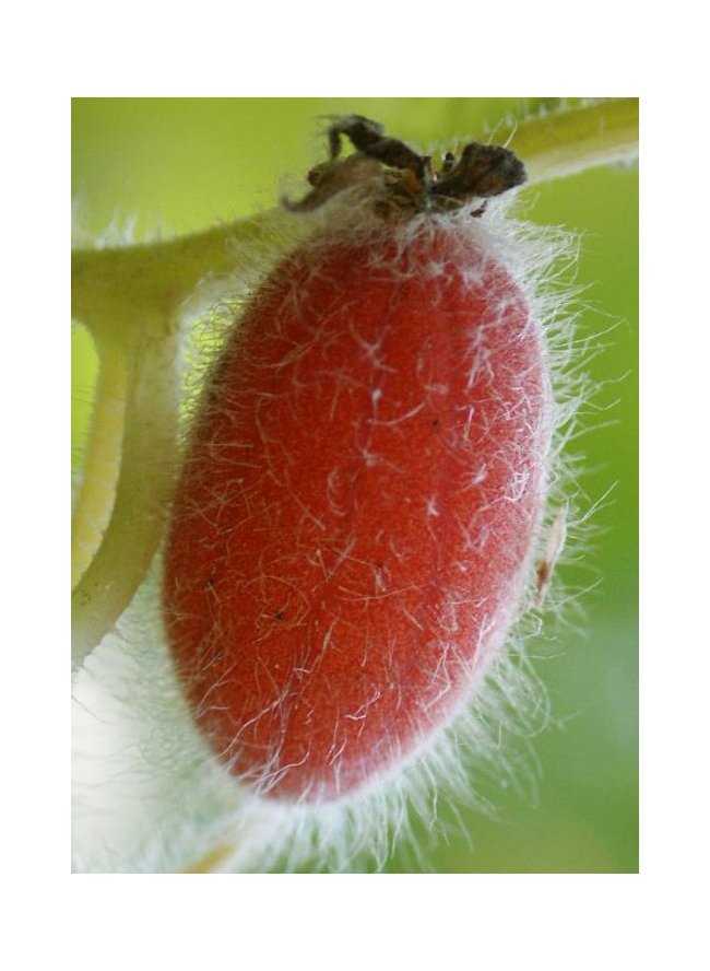 Красные огурцы (тладианта): описание, характеристика, особенности выращивания