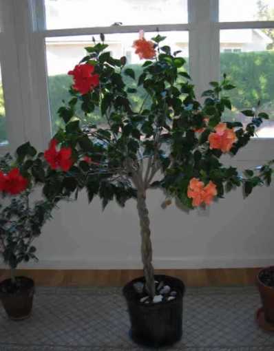 Гибискус китайский (китайская роза): уход в домашних условиях