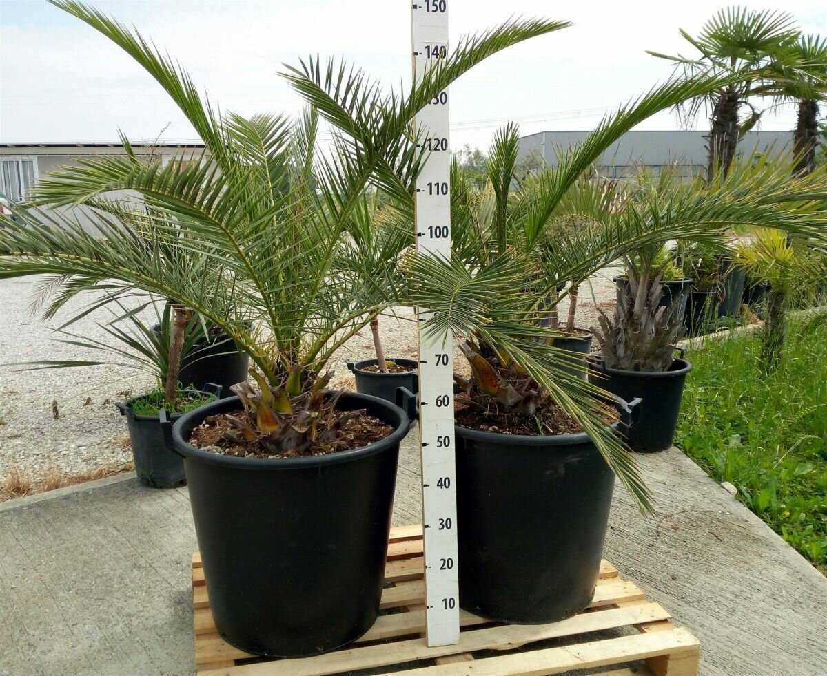 Финиковая пальма дома: как посадить, какого ухода требует, сколько и как растет в комнатных условиях?