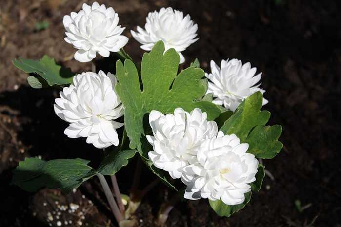 Растения семейства маковых: фото цветков мака и цветов-представителей семейства маковых