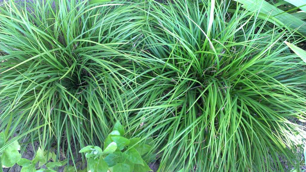 Трава осока – особенности выращивания в горшке, использование в ландшафте, как избавиться от растения?