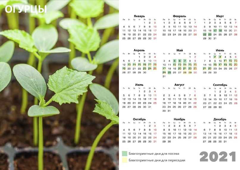 Благоприятные дни для пересадки комнатных растений: как пересаживать цветы по лунному календарю, когда будет хороший период для посадки домашних цветов?