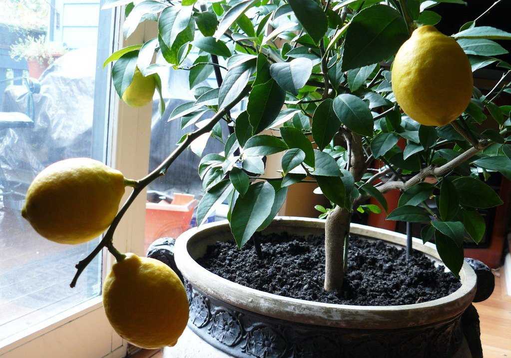 Как правильно привить лимон в домашних условиях, чтобы он не болел и плодоносил