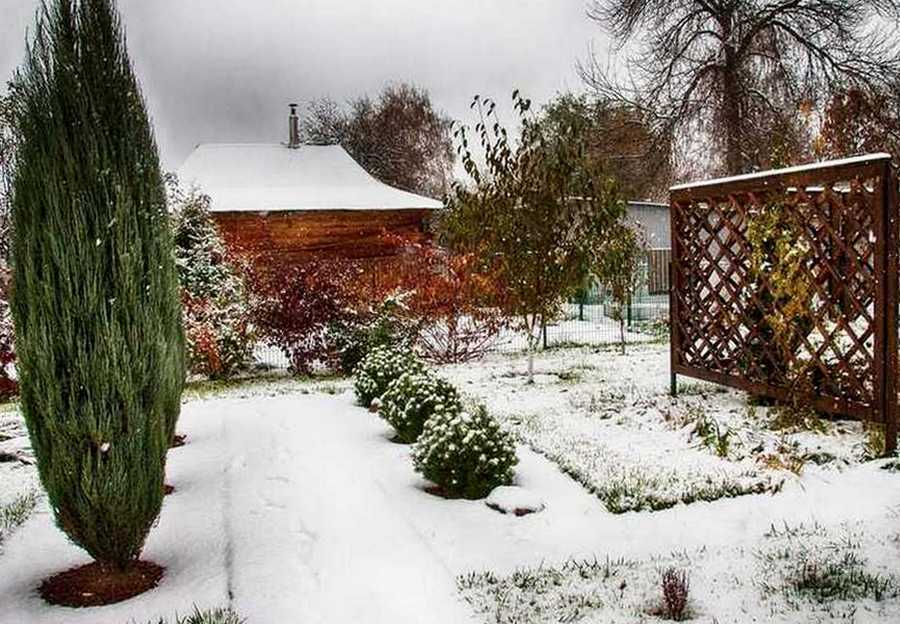 Хептакодиум микодиевидный морозостойкость — сад и огород