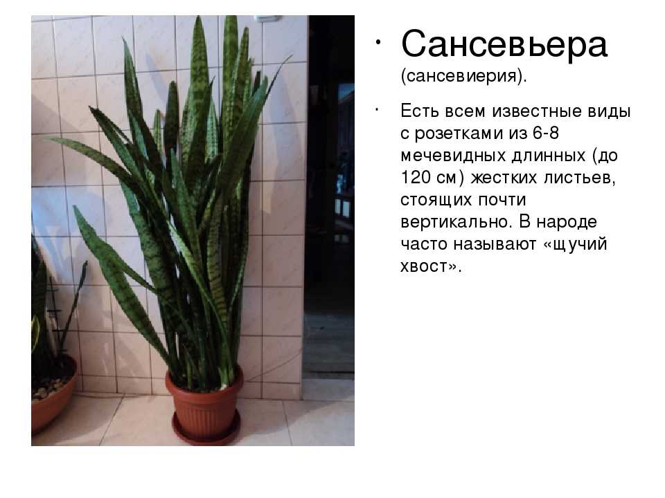 Сансевиерия цилиндрическая — самое простое в уходе комнатное растение