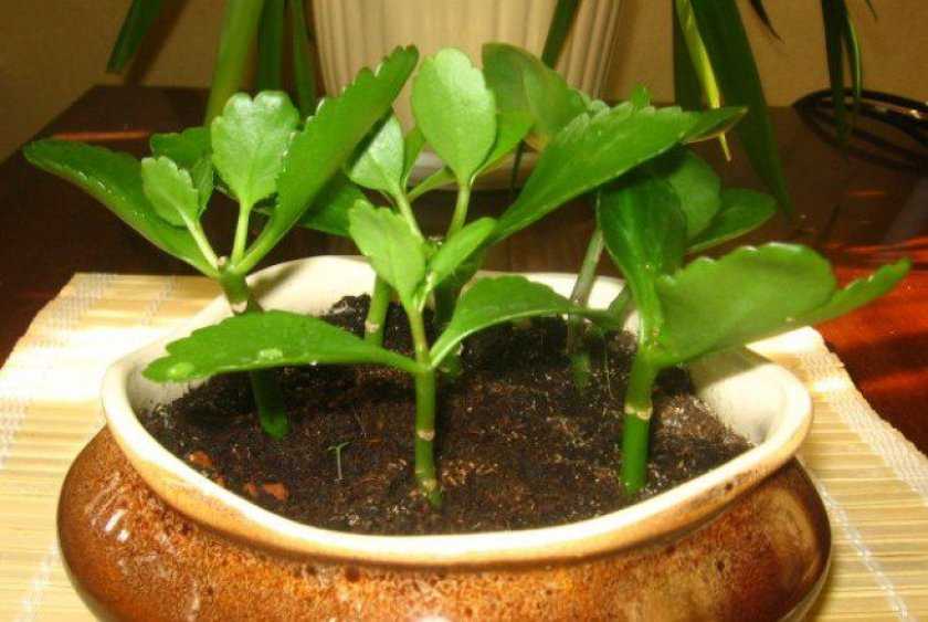 Каланхоэ - размножение листом и черенками в домашних условиях, особенности выращивания