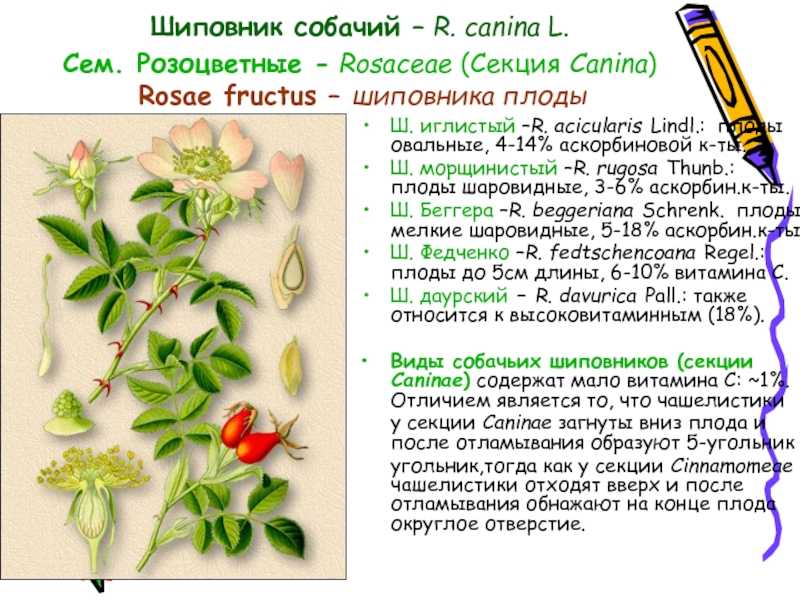Шиповник – дикая роза. культурный шиповник: описание, виды, сорта и современные гибриды