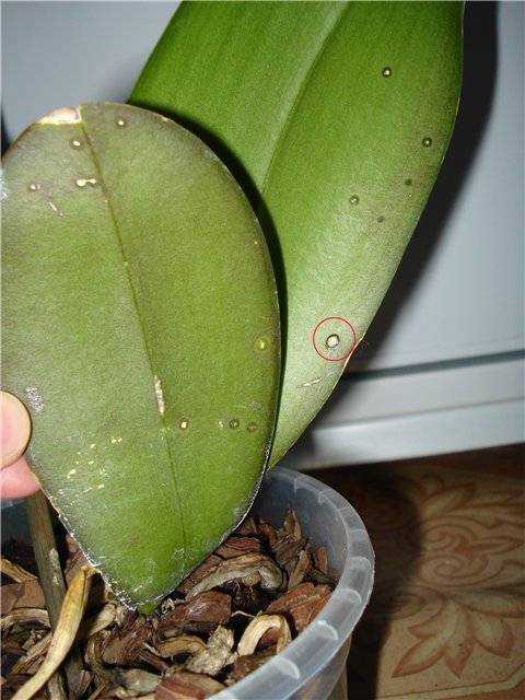 Болезни и вредители орхидей фаленопсис
