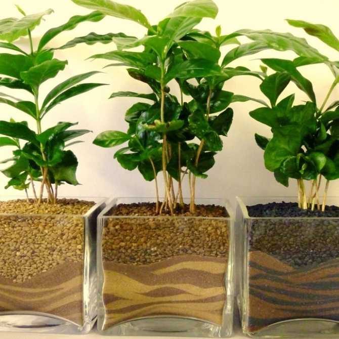 Выращивание кофейного дерева: особенности ухода за растением