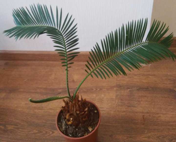 Как вырастить цикас в домашних условиях: советы по уходу за саговниковой пальмой