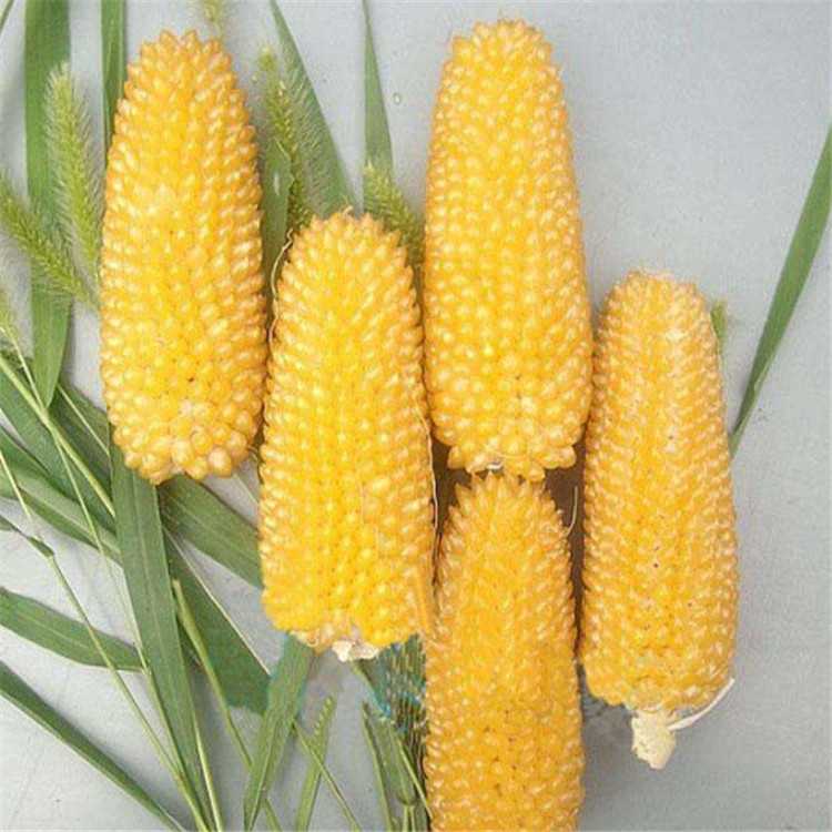 Земляничная кукуруза. обсуждение на liveinternet