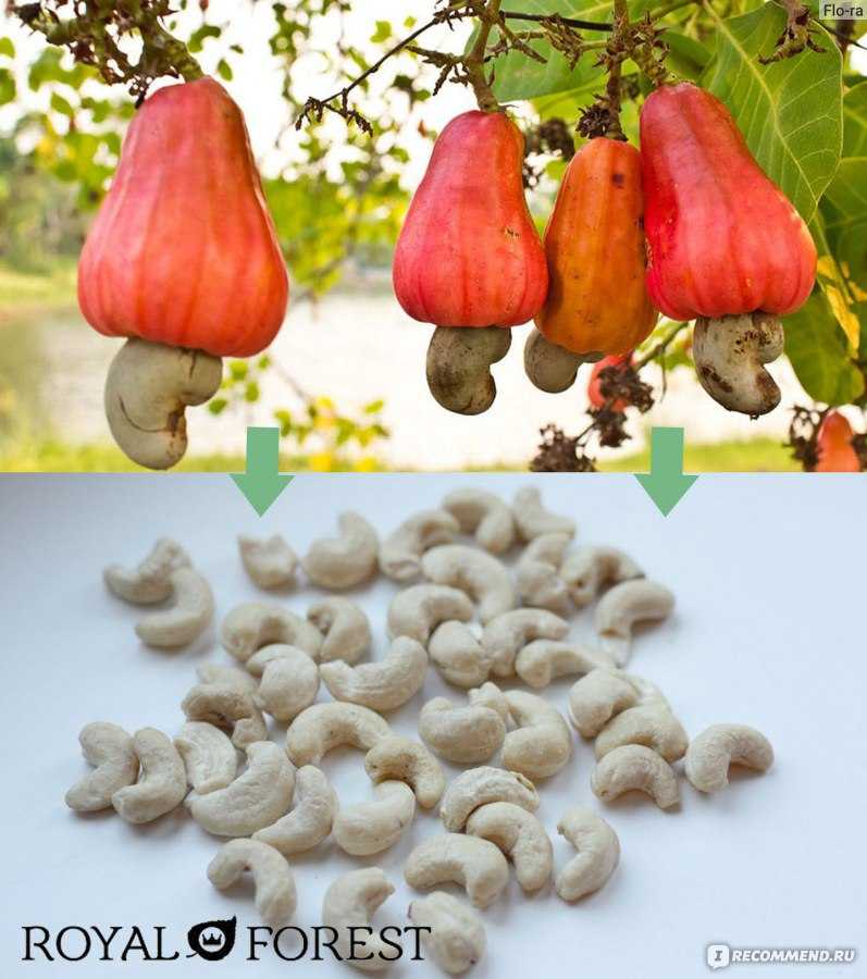 Как растёт орех кешью, особенности разведения дерева, кулинарные рецепты