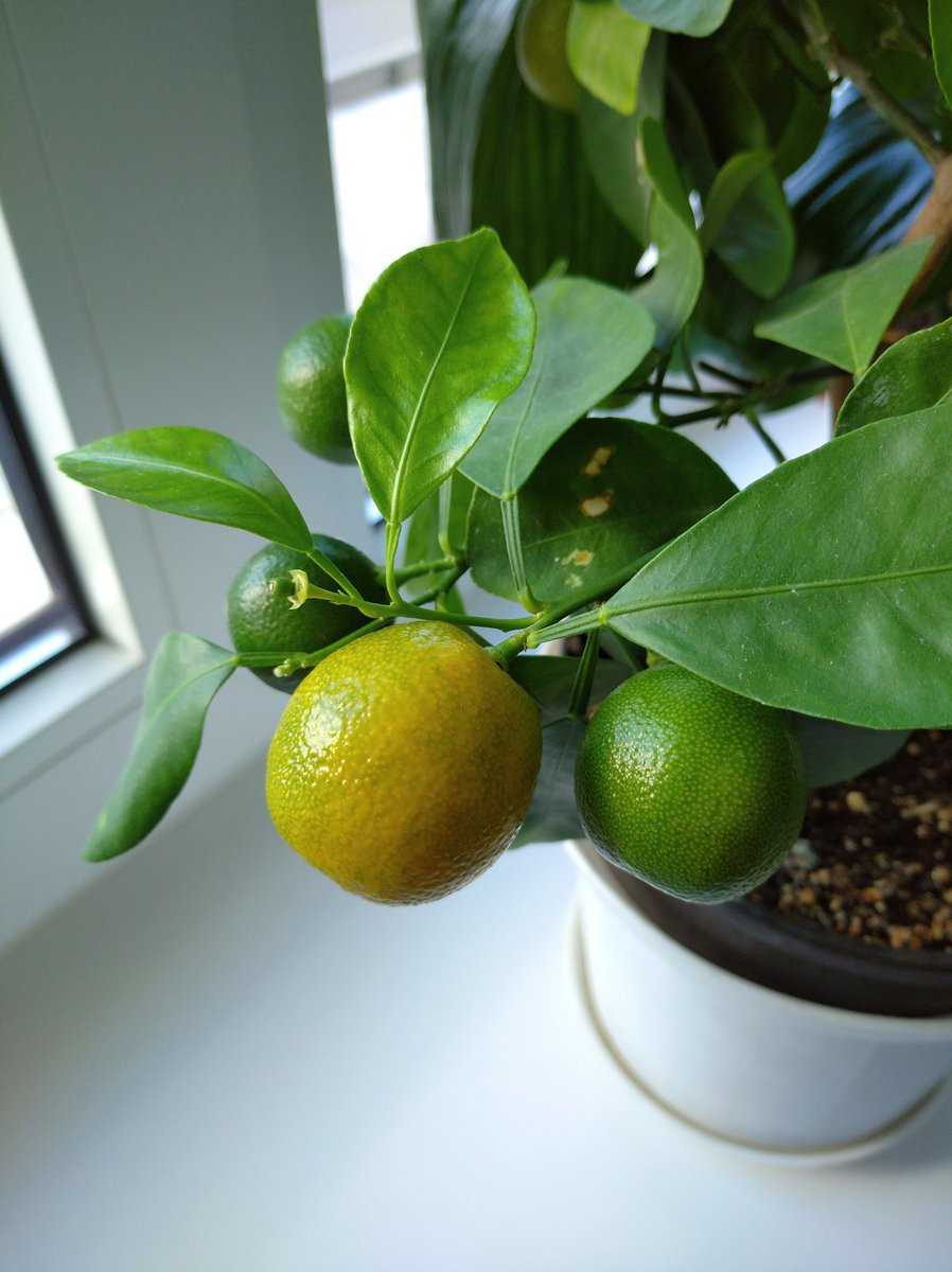 Цитрофуртунелла или каламондин: уход в домашних условиях за тропическим растением с яркими оранжевыми плодами