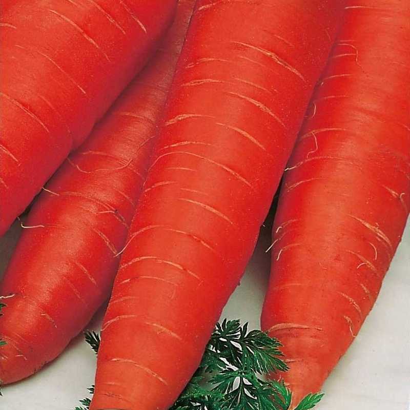 Морковь - 104 фото процесса выращивания полезного корнеплода