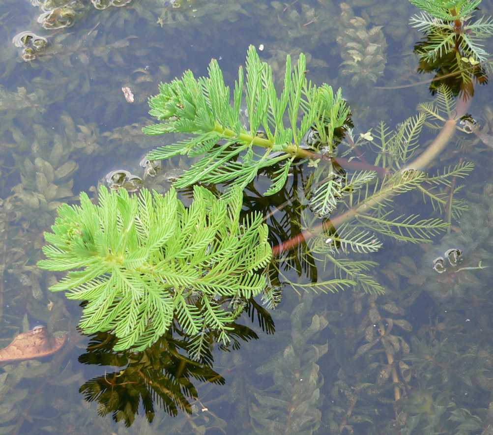 Растения для пруда на даче: водные растения с названиями и фото