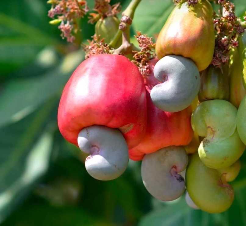 Орехи кешью: где и как растет дерево