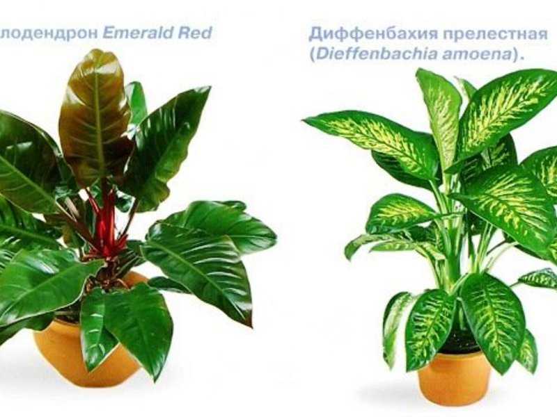 10 лучших красивоцветущих комнатных растений. список названий с фото — ботаничка.ru