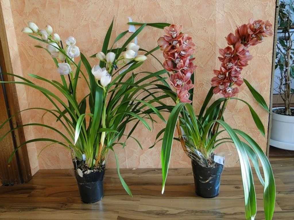 Орхидея цимбидиум: уход в домашних условиях, после пересадки.