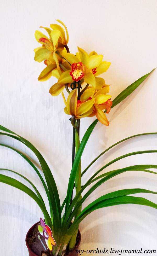 Необычный сорт орхидеи цимбидиум: особенности выращивания в домашних условиях