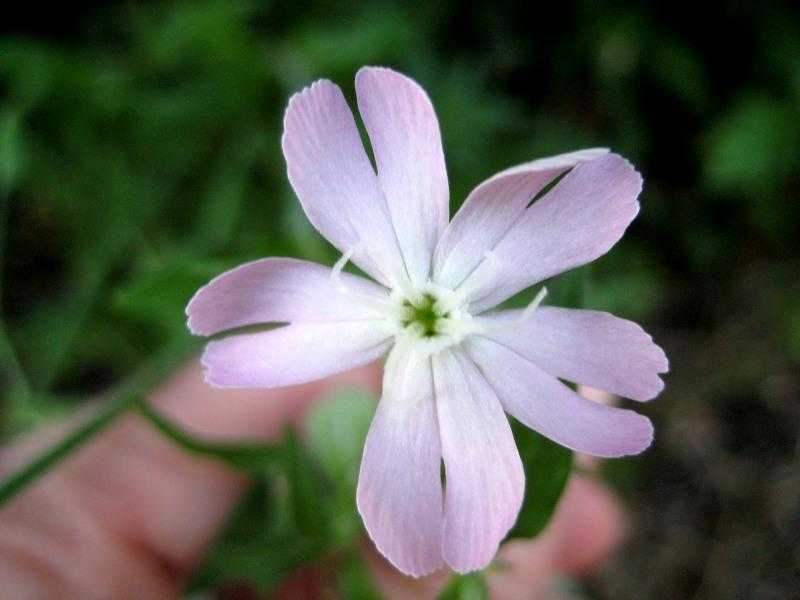 Смолевка - silene, фото цветка, выращивание из семян, описание, болезни