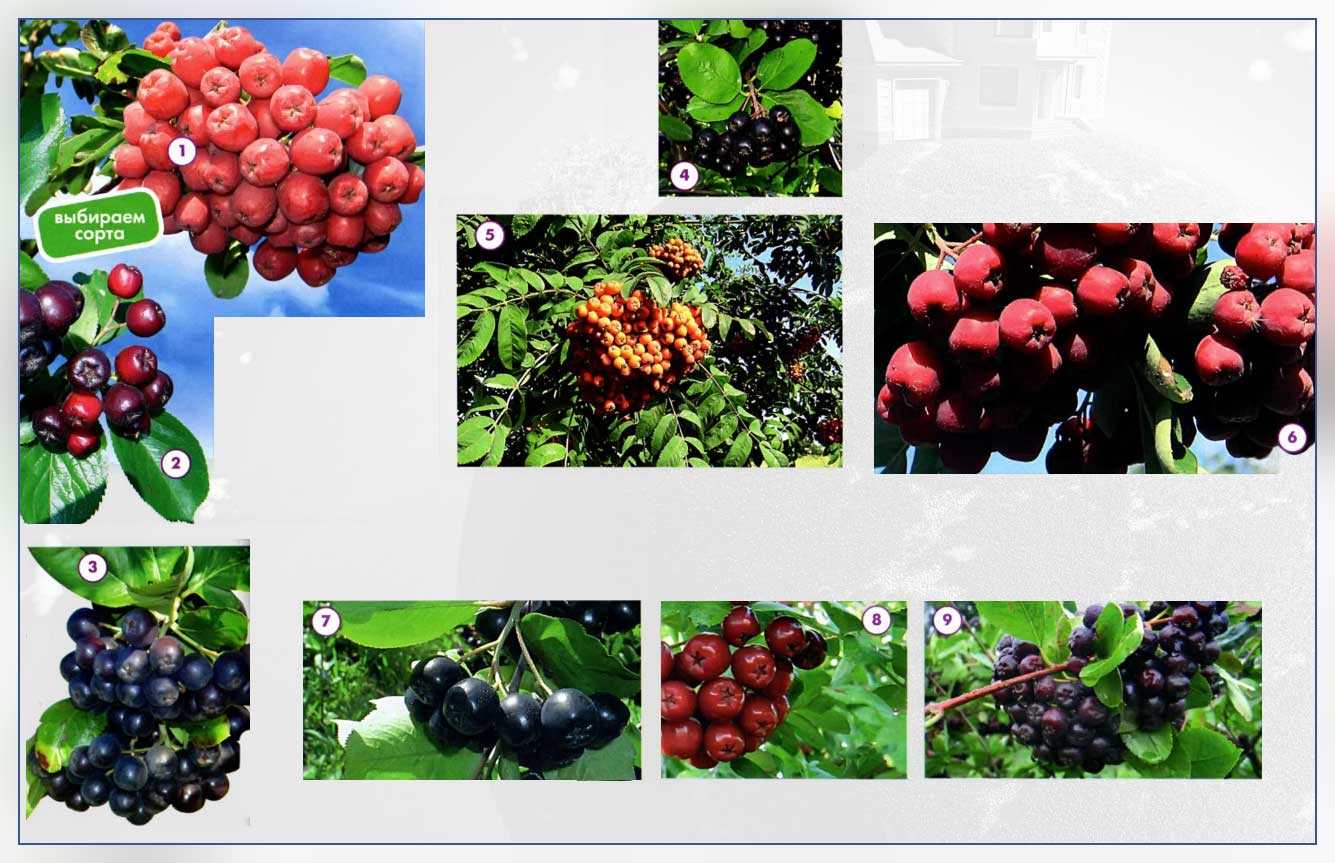 Рябинник рябинолистный в ландшафте дачного участка, особенности и разновидности растения, выращивание рябинника - 9 фото
