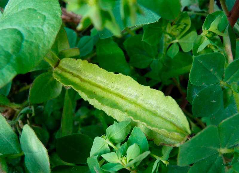 Спаржевый горох, или тетрагонолобус - любимый овощ королевы елизаветы ii ► последние новости