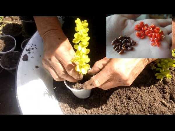 Кустарник барбарис посадка и уход, болезни и удобрения, размножение и выращивание сорта, фото