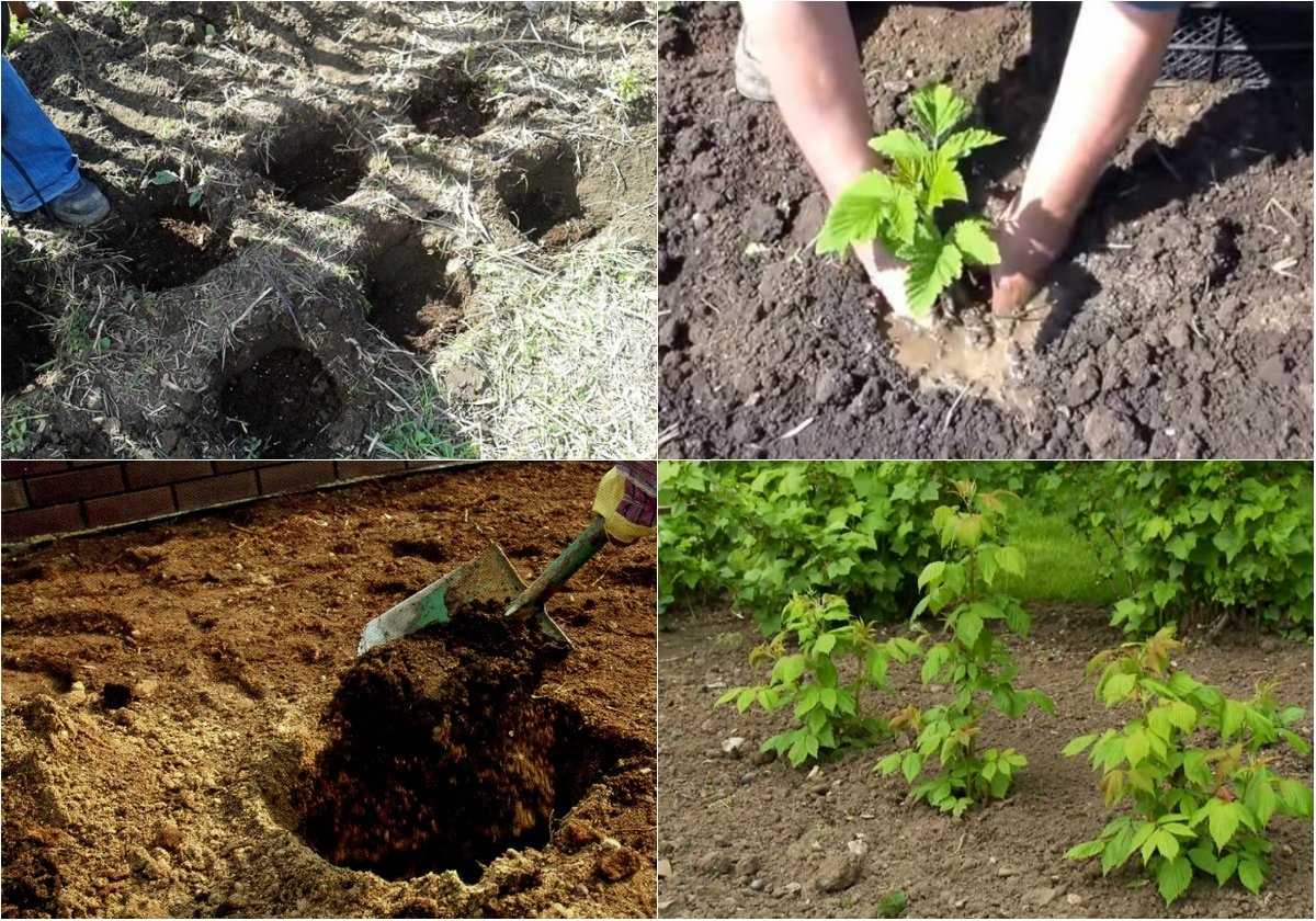 Дуб на садовом участке: как правильно посадить и ухаживать
