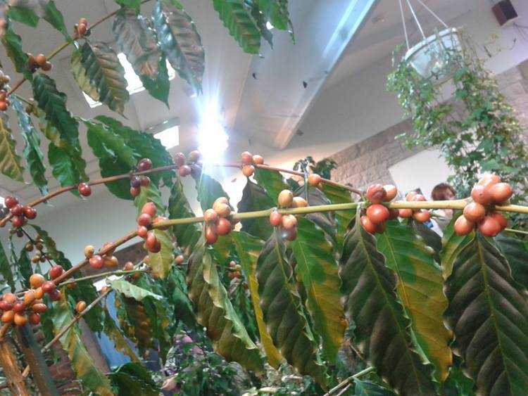 Кофейное дерево- все о выращивании кофе в домашних условиях