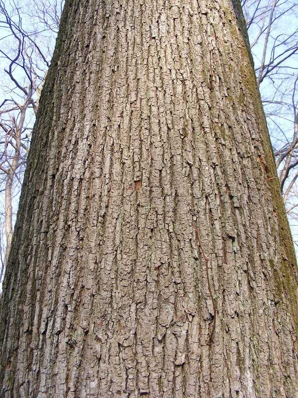 Липа – дерево с ароматом меда: описание и лечебные свойства