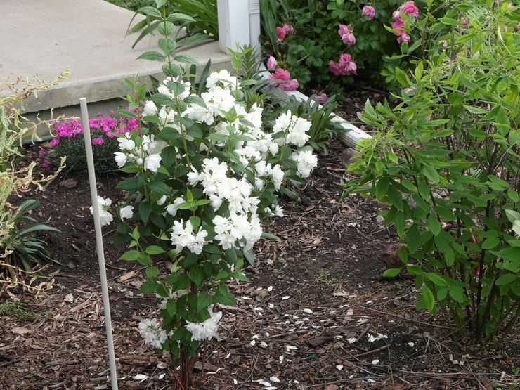 Живая изгородь из жасмина (чубушника): особенности растения, правила посадки, основной уход, частота обрезки