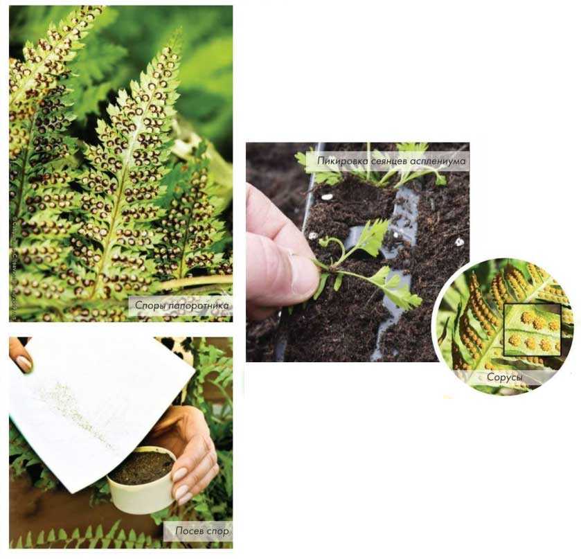Выращиваем тропический папоротник нефролепис дома: уход, условия содержания и особенности размножения