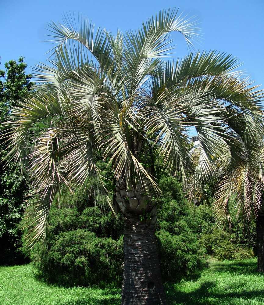 Пальма ликуала: особенности, выращивание и уход