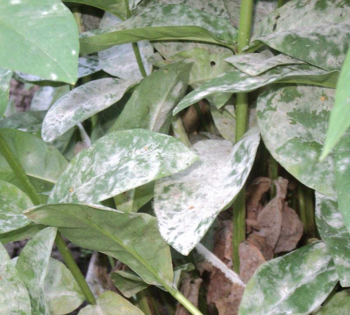 Болезни листьев у флоксов: описания с фото и способы лечения