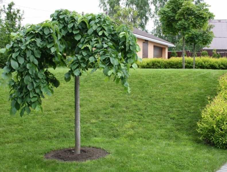 Дерево вяз: разновидности, внешний вид листьев, выращивание вяза и применение