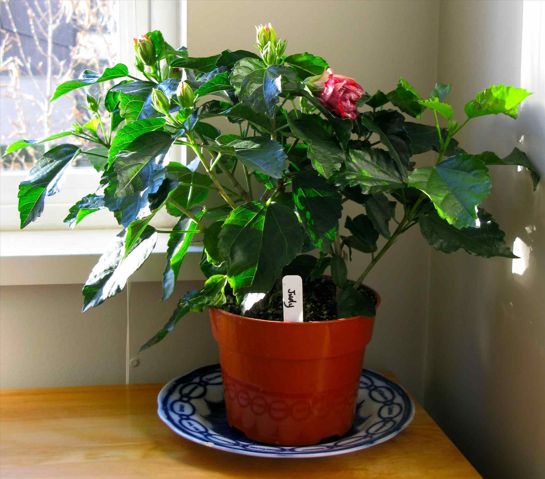 Комнатный гибискус (китайская роза) - уход в домашних условиях