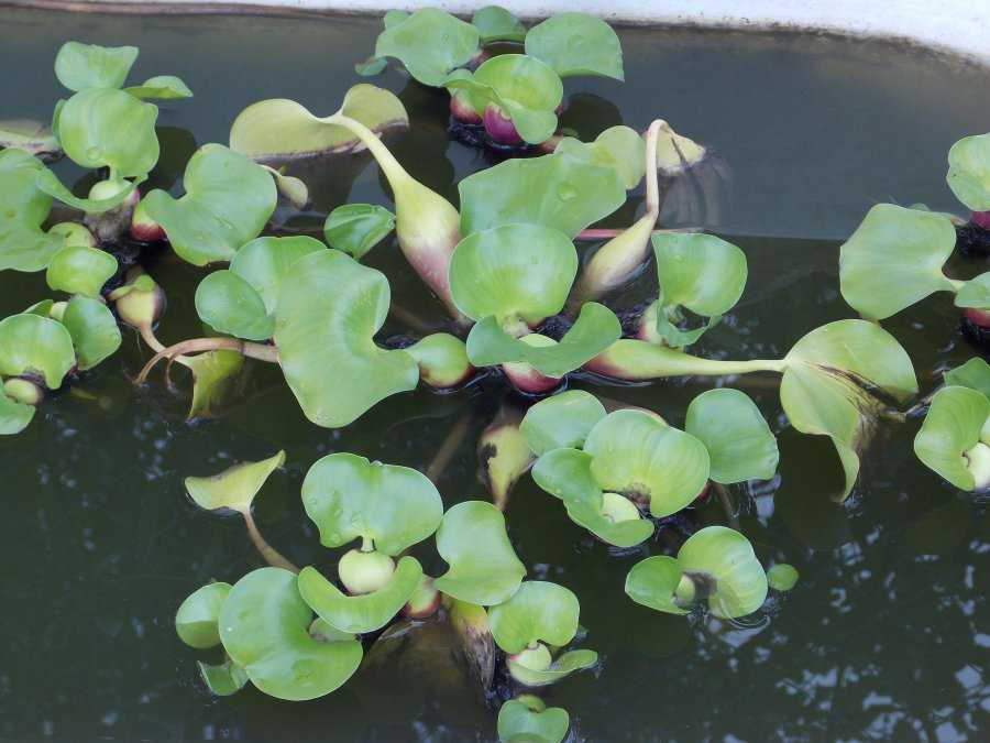 Виды водного гиацинта: эйхорния отличная и топ-3 ее аквариумных разновидностей | огородники