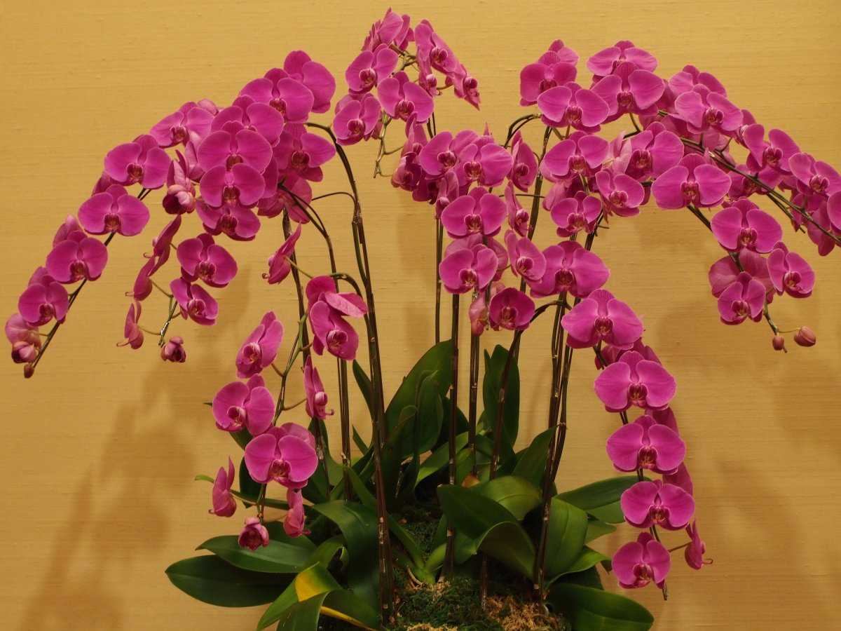 Все о цветении фаленопсиса в домашних условиях: правила ухода и полива и где похвастаться фото вашей орхидеи